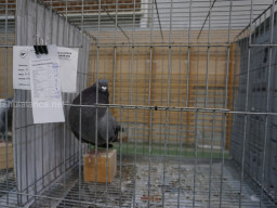 XIV Concurso Exposición de Palomas de Raza en Mula 2024